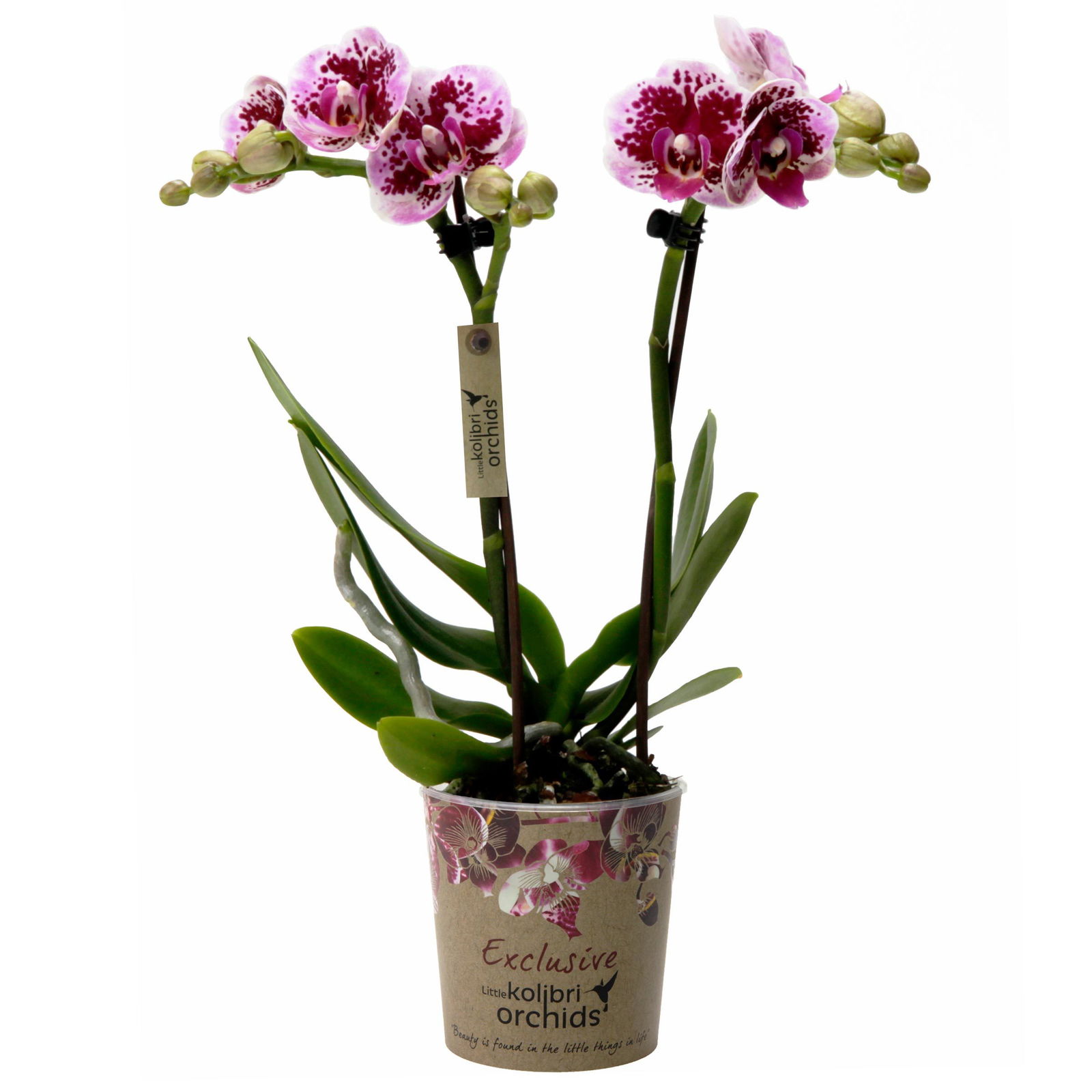 Phalaenopsis, gesprenkelte Sorten, 2 Rispen, Topf-Ø 9 cm, Höhe ca. 30 cm