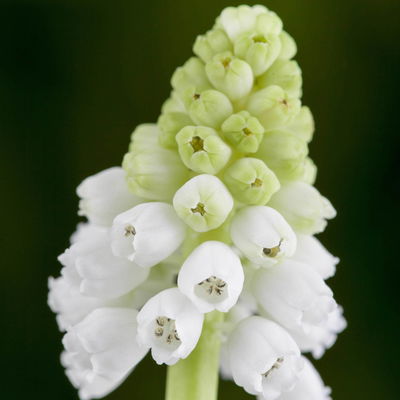 Traubenhyazinthe 
