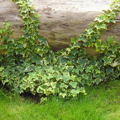 Efeu 'Gold Child' gelbgrün, Topf-Ø 9 cm, 12er-Set Efeu 'Gold Child' gelbgrün, Topf-Ø 9 cm, 12er-Set