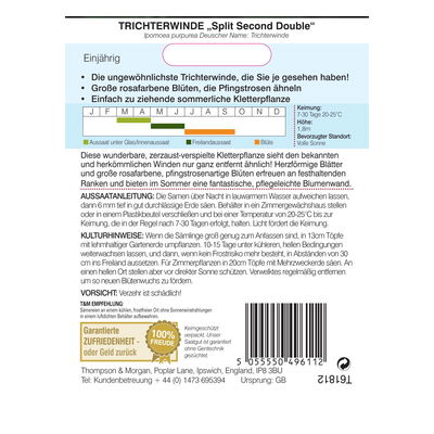 Trichterwinde (Ipomoea) Split Second Double Trichterwinde (Ipomoea) Split Second Double