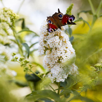 Sommerflieder, Buddleja davidii 'Peace', weiß, Topf 5 l
