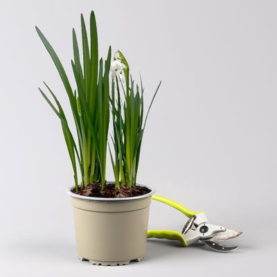 Sommerknotenblume weiß, Topf-Ø 15 cm, 2er-Set Sommerknotenblume weiß, Topf-Ø 15 cm, 2er-Set