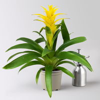 Guzmanie 'Diana', gelb, Topf-Ø 12 cm, im Übertopf Vibes gelb, Höhe ca. 50 cm