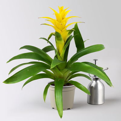 Guzmanie 'Diana', gelb, Topf-Ø 12 cm, im Übertopf Vibes gelb, Höhe ca. 50 cm