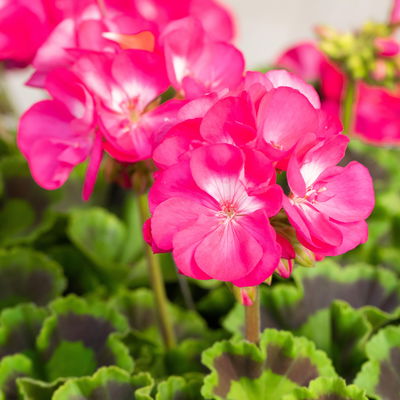 Geranie, rosa mit weißem Auge, stehend, Topf-Ø 13 cm, 6 Pflanzen