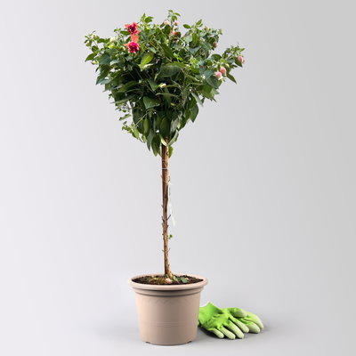 Fuchsie, Stamm, Farbe zufällig, Topf-Ø 23 cm Fuchsie, Stamm, Farbe zufällig, Topf-Ø 23 cm