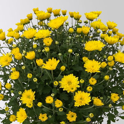 Chrysanthemen, gelb, Topf-Ø 19 cm, 3 Pflanzen Chrysanthemen, gelb, Topf-Ø 19 cm, 3 Pflanzen