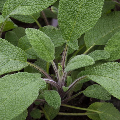 Bio Salbei 'Nonflower', Topf-Ø 12cm Bio Salbei 'Nonflower', Topf-Ø 12cm