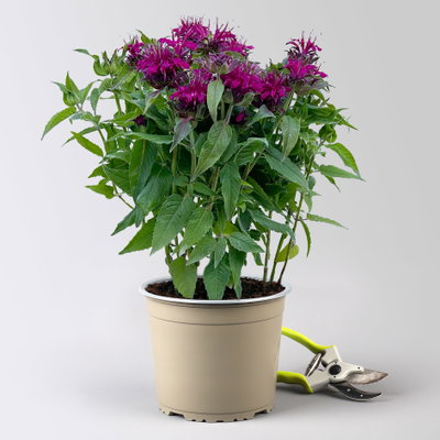 Kölles Beste Indianernessel 'Melua Violet' violett, 3 Liter Topf Kölles Beste Indianernessel 'Melua Violet' violett, 3 Liter Topf