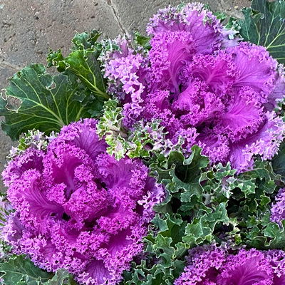 Zierkohl, grün-lila, kraus, Topf-Ø 12 cm, 6 Pflanzen