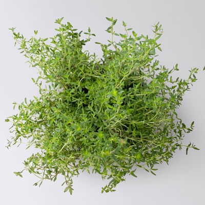 Bio Thymian, Topf-Ø 12cm
