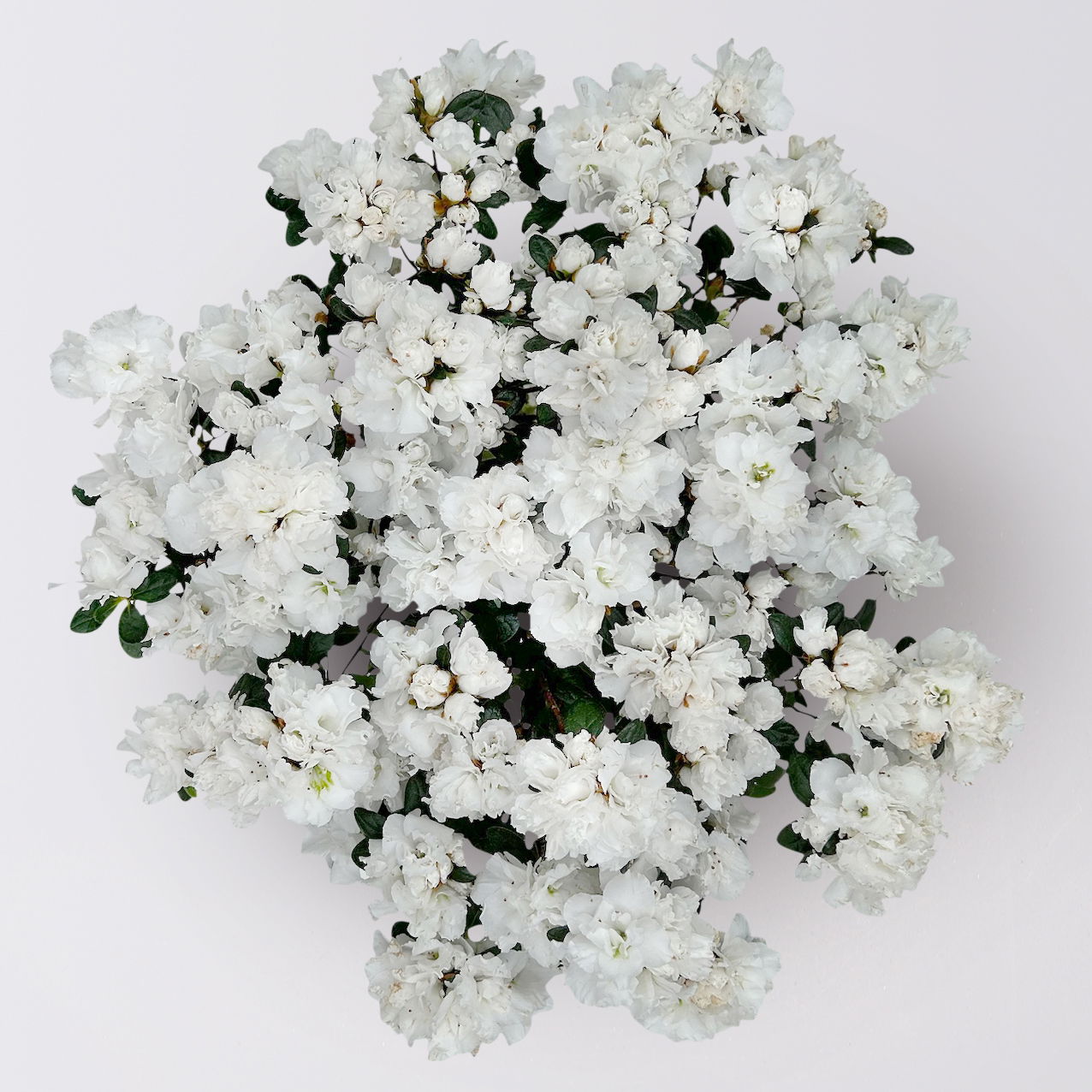 Azalee Hortinno® 'Christine Belli' weiß, Topf-Ø 15 cm