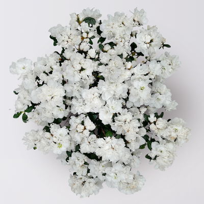 Azalee Hortinno® 'Christine Belli' weiß, Topf-Ø 15 cm