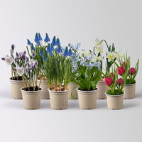 Zwiebelpflanzen-Set Frühlingsleuchten, blau-weiß-rot, 9 Pflanzen