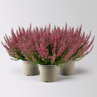 Knospenheide, rot, Topf-Ø 17 cm, 3 Pflanzen Knospenheide, rot, Topf-Ø 17 cm, 3 Pflanzen