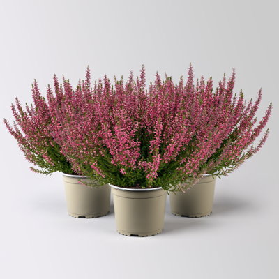 Knospenheide, rot, Topf-Ø 17 cm, 3 Pflanzen Knospenheide, rot, Topf-Ø 17 cm, 3 Pflanzen