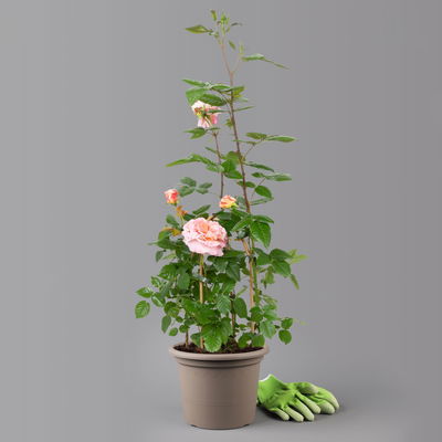 Duftende Edelrose 'Augusta Luise®', rose-aprikot, Doppelbogen, Topf 7,5 Liter Duftende Edelrose 'Augusta Luise®', rose-aprikot, Doppelbogen, Topf 7,5 Liter