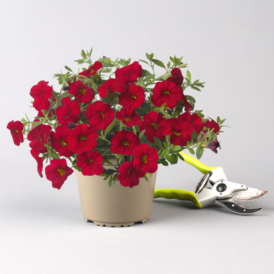 Zauberglöckchen 'Cabaret® Early Bright Red' rot, Topf-Ø 13 cm, 6 Pflanzen Zauberglöckchen 'Cabaret® Early Bright Red' rot, Topf-Ø 13 cm, 6 Pflanzen