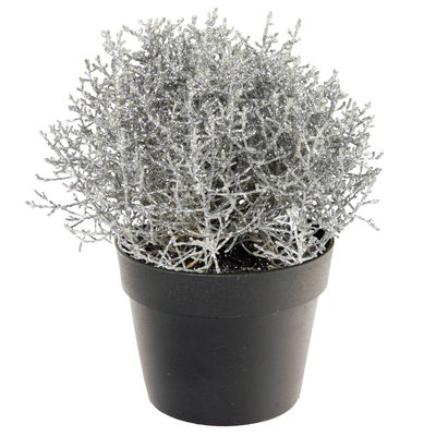 Silberdraht, Calocephalus brownii, silber geglittert, Topf 12 cm, Höhe ca. 20 cm Silberdraht, Calocephalus brownii, silber geglittert, Topf 12 cm, Höhe ca. 20 cm