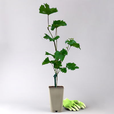 Tafeltraube 'Philipp®'