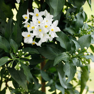 Sommerjasmin, weiß, Pyramide, Topf-Ø 21 cm, Höhe ca. 100 cm