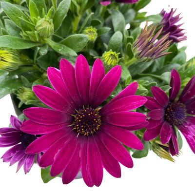 Kapkörbchen lila, Topf-Ø 12 cm, 6er-Set