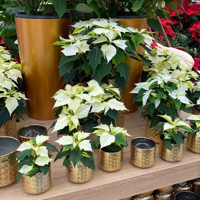 Bio Weihnachtsstern, weiß, Topf-Ø 12 cm, 3 Pflanzen