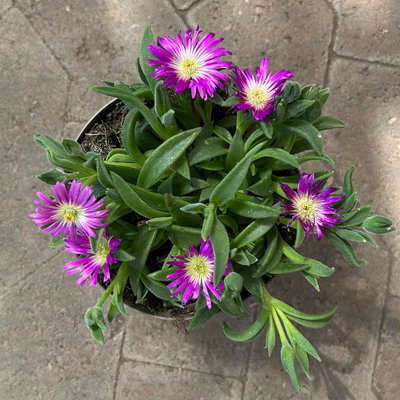 Mittagsblume, Farben zufällig, Topf-Ø 12 cm, 6er-Set