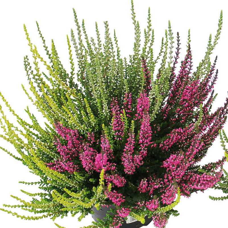 Knospenheide 'Trio', mehrfarbig, Farben zufällig, Topf-Ø 12/13 cm, 6 Pflanzen