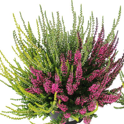 Knospenheide 'Trio', mehrfarbig, Farben zufällig, Topf-Ø 12/13 cm, 6 Pflanzen Knospenheide 'Trio', mehrfarbig, Farben zufällig, Topf-Ø 12/13 cm, 6 Pflanzen