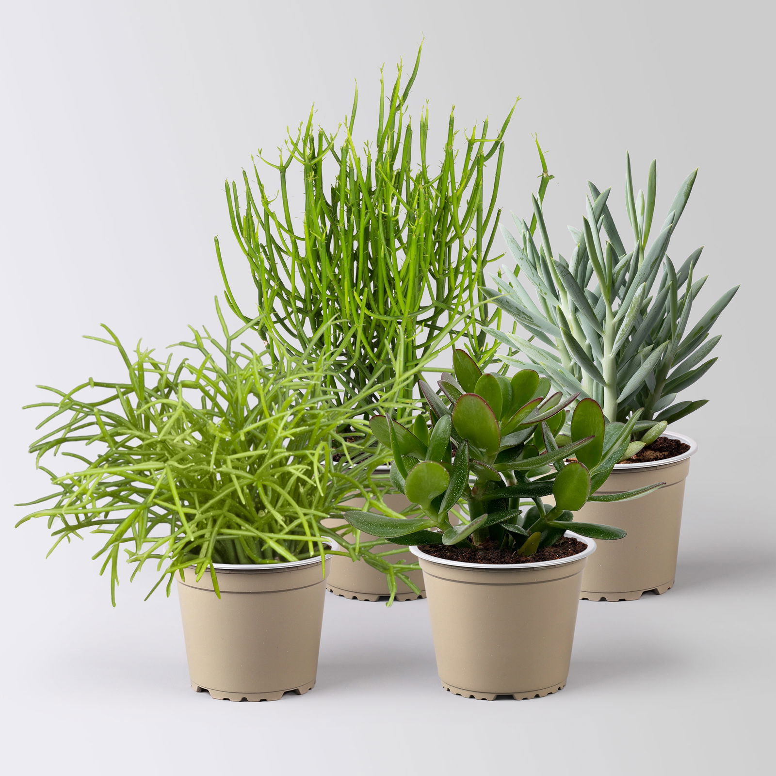 Grünpflanzenkreation 'Sukkulentenfreude', Topf-Ø 12/13 cm, 4 Pflanzen