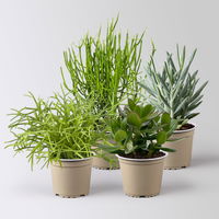 Grünpflanzenkreation 'Sukkulentenfreude', Topf-Ø 12/13 cm, 4 Pflanzen