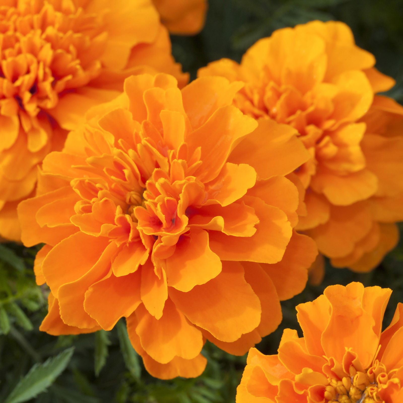 Tagetes, Farbe zufällig, Topf-Ø 12 cm, 6er-Set