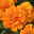 Tagetes, Farbe zufällig, Topf-Ø 12 cm, 6er-Set