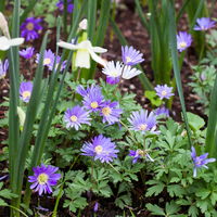 Anemone blanda 'Blue Shades', blau, Topf-Ø 9 cm, 6 Stück