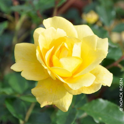 Stammrose 'Westart®', Beetrose, Stammhöhe 60cm im 7,5 Liter Topf Stammrose 'Westart®', Beetrose, Stammhöhe 60cm im 7,5 Liter Topf