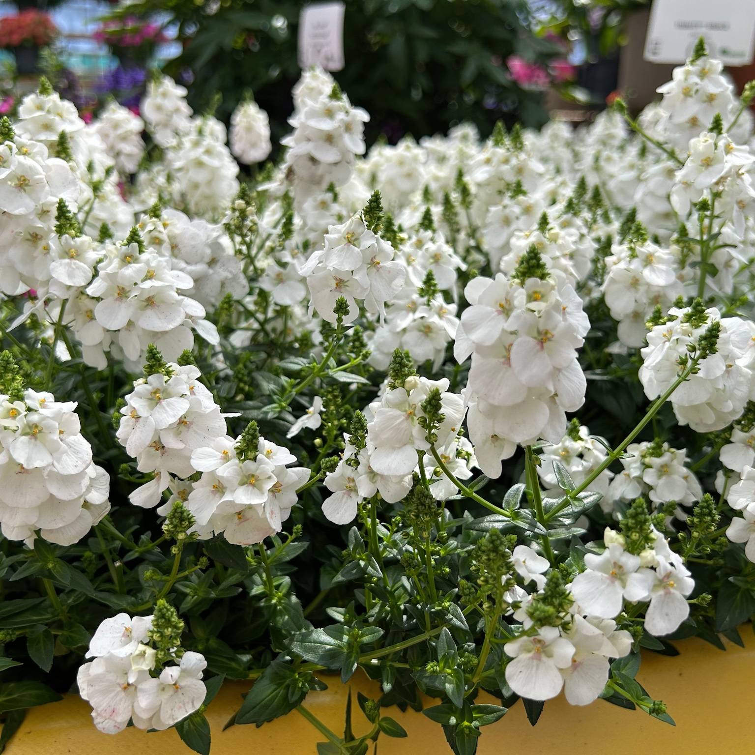 Elfensporn, weiß, Topf-Ø 12 cm, 6 Pflanzen