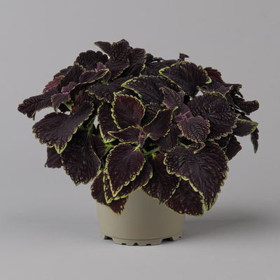 Buntnessel 'Abbey Road', dunkelrot-grün, Topf-Ø 12 cm, 6 Pflanzen