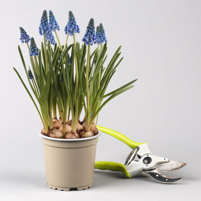 Pflanzenkreation Bunter Frühling, 9 Pflanzen inkl. Erde & Dünger Pflanzenkreation Bunter Frühling, 9 Pflanzen inkl. Erde & Dünger