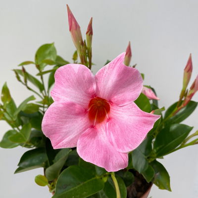 Dipladenie 'Qdeville®', rosa, buschartig, Topf-Ø 17 cm, Höhe ca. 40 cm