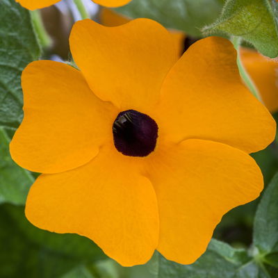 Schwarzäugige Susanne, Farben zufällig, Topf-Ø 13 cm, 3 Pflanzen