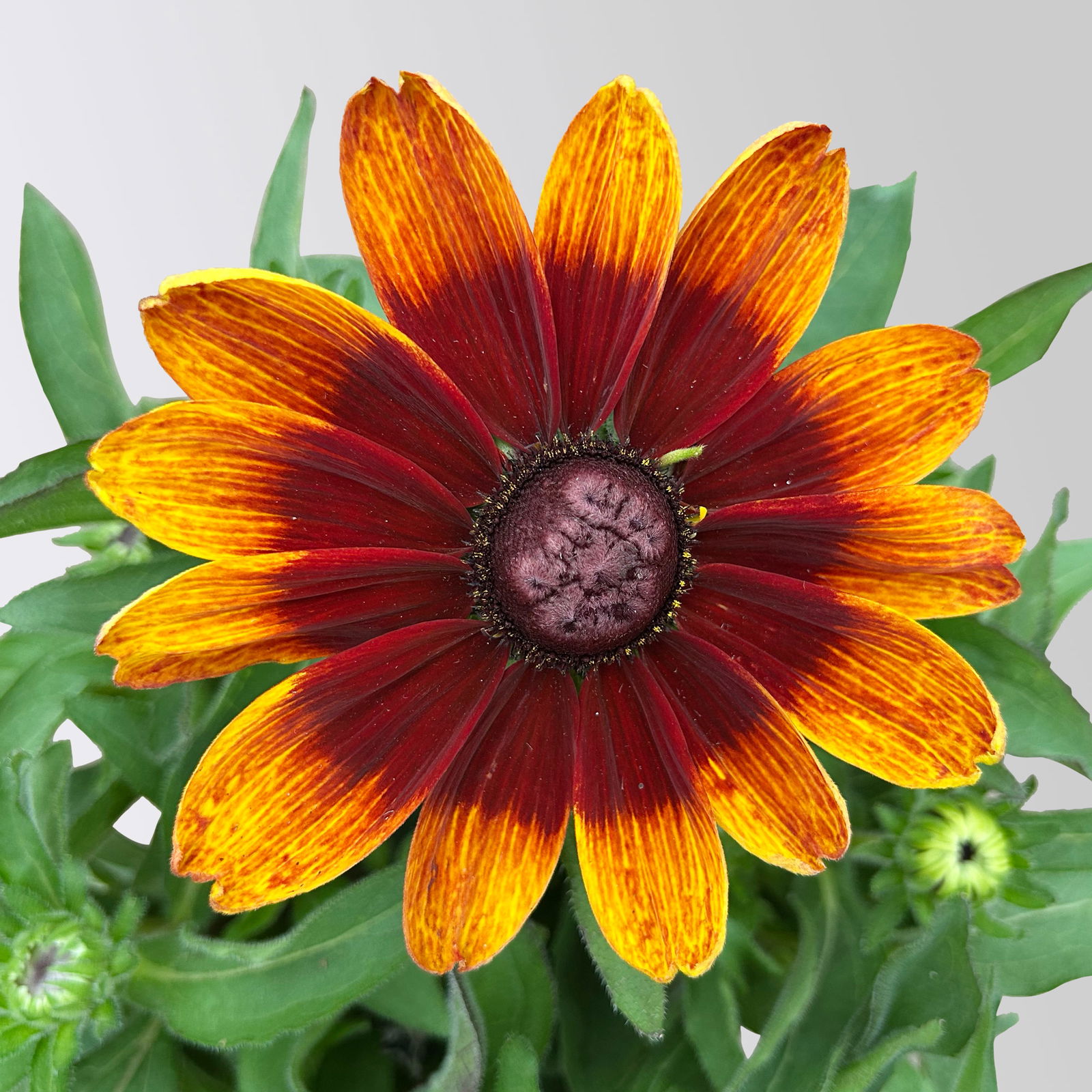 Sonnenhut, rot-braun, Topf-Ø 21 cm