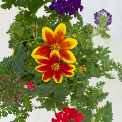 Sommerblumen Mix TrioMio™ bunt, Mix zufällig, Topf-Ø 12 cm, 6er-Set