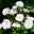 Ramblerrose 'Perennial Blush', hellrosa - weiß, Topf 5 Liter