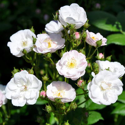 Ramblerrose 'Perennial Blush', hellrosa - weiß, Topf 5 Liter Ramblerrose 'Perennial Blush', hellrosa - weiß, Topf 5 Liter