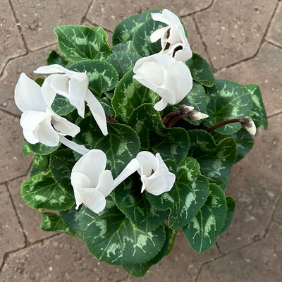 Alpenveilchen 'Meine Beste', weiß, Topf-Ø 13 cm, 3 Pflanzen Alpenveilchen 'Meine Beste', weiß, Topf-Ø 13 cm, 3 Pflanzen