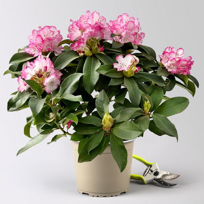 Rhododendron Hybride 'XXL®', rosa-weiß, vorgetrieben, Topf-Ø 19 cm