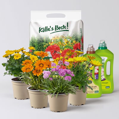 Pflanzenkreation Farbenrausch, klein, 4 Pflanzen inkl. Erde und Dünger