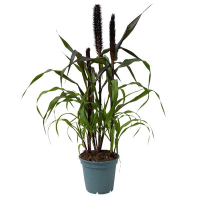 Pennisetum glaucum 'Purple Baron', lila, Topf 17 cm Ø, Höhe ca. 70 cm