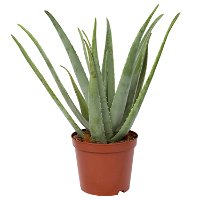 Aloe vera, Topf-Ø 24 cm, Höhe ca. 75 cm